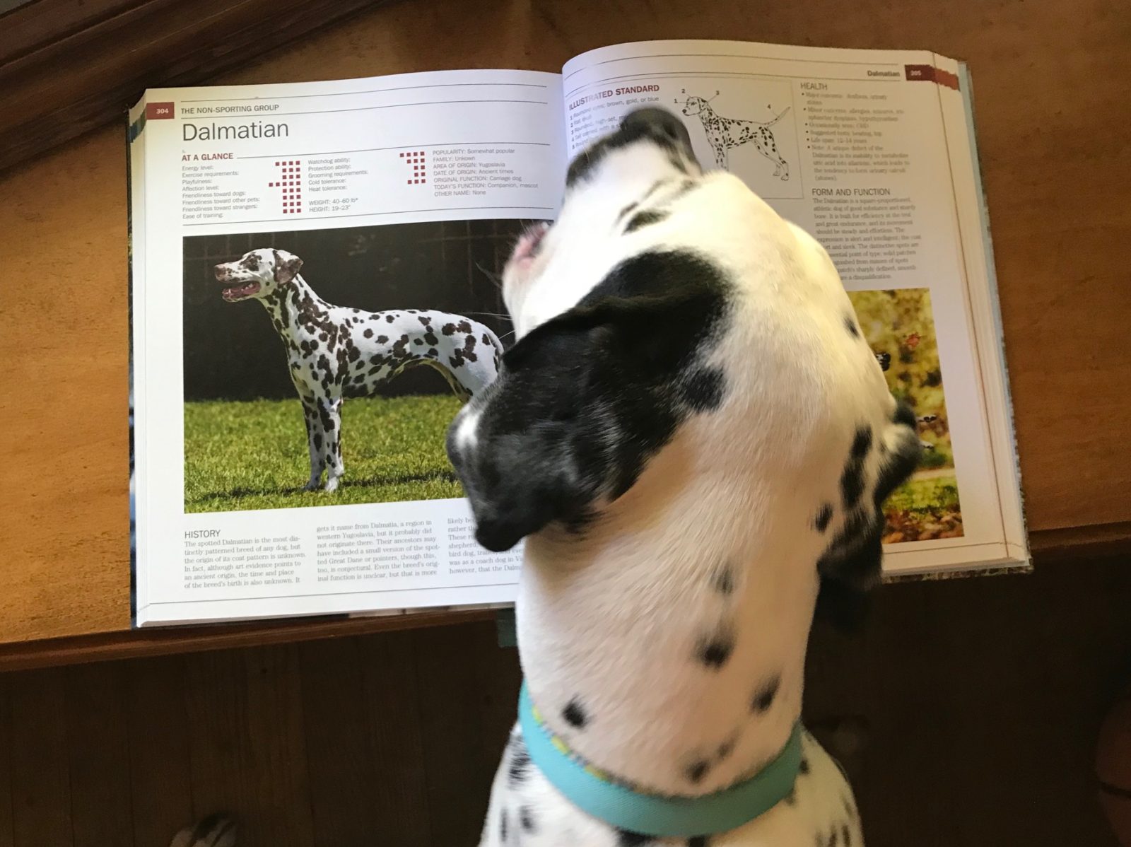 a Dalmation viewing a picture of a Dalmation in a book