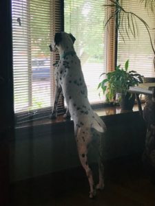 Dalmatian standing in a window